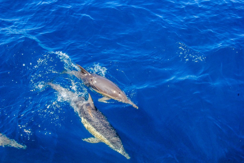 Wild Dolphins