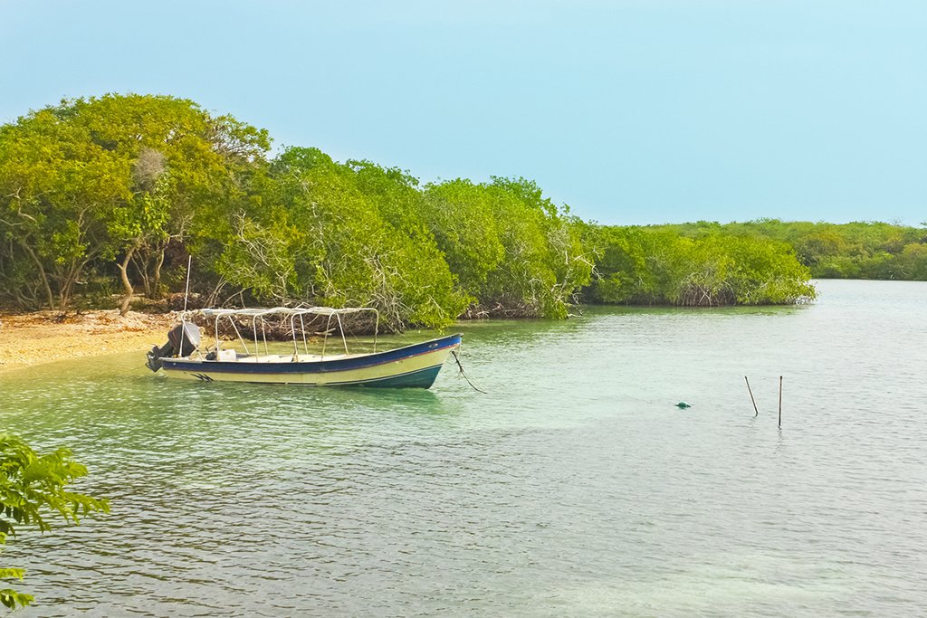 Mangrove forests near Cartagena