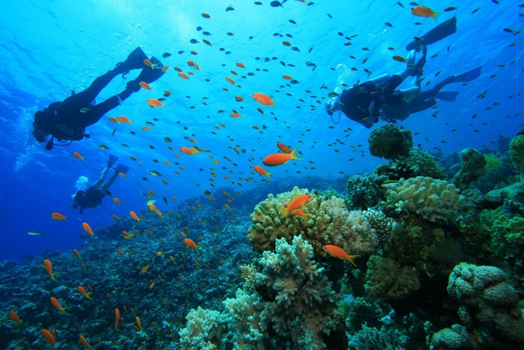 Snorkeling at the Catalina Islands