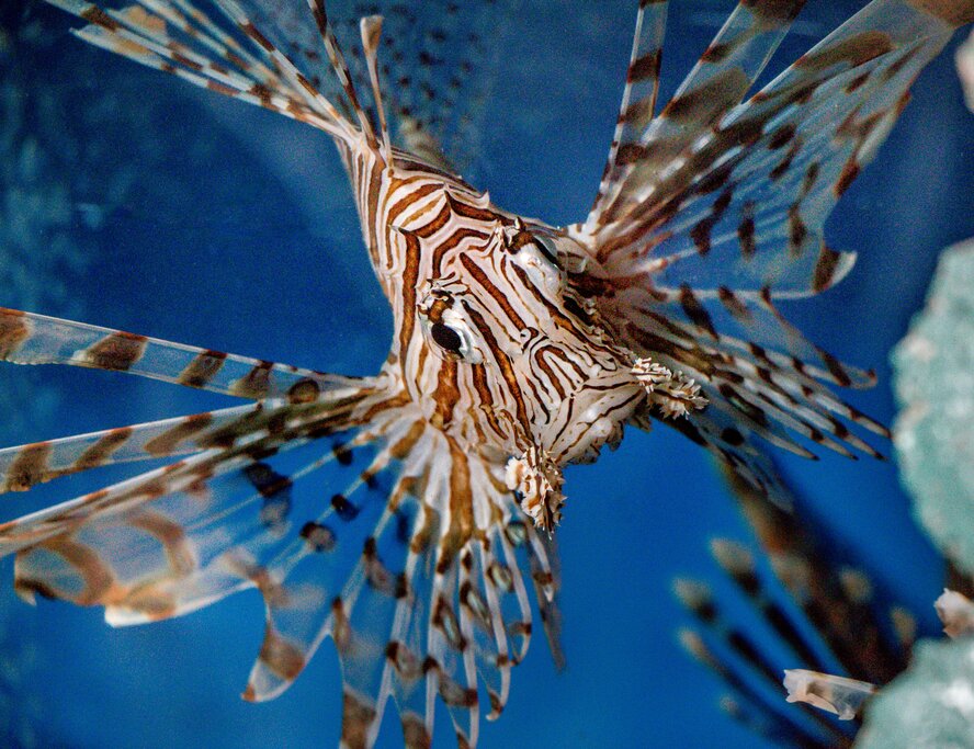 A lionfish, which you might see while snorkeling