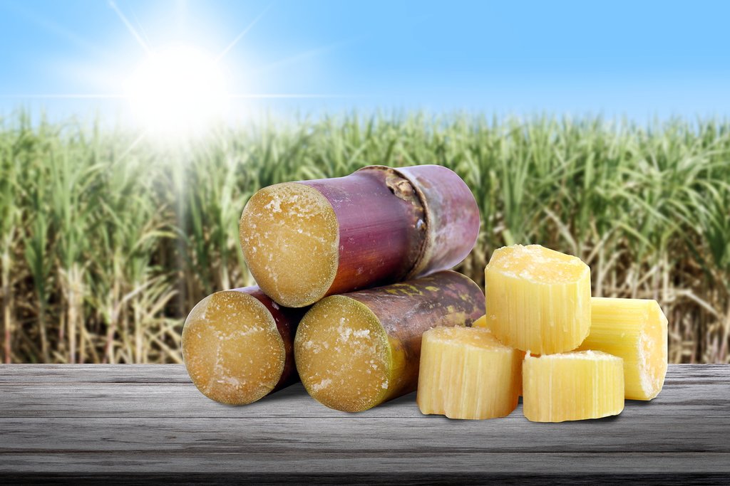 Today you'll process fresh sugarcane