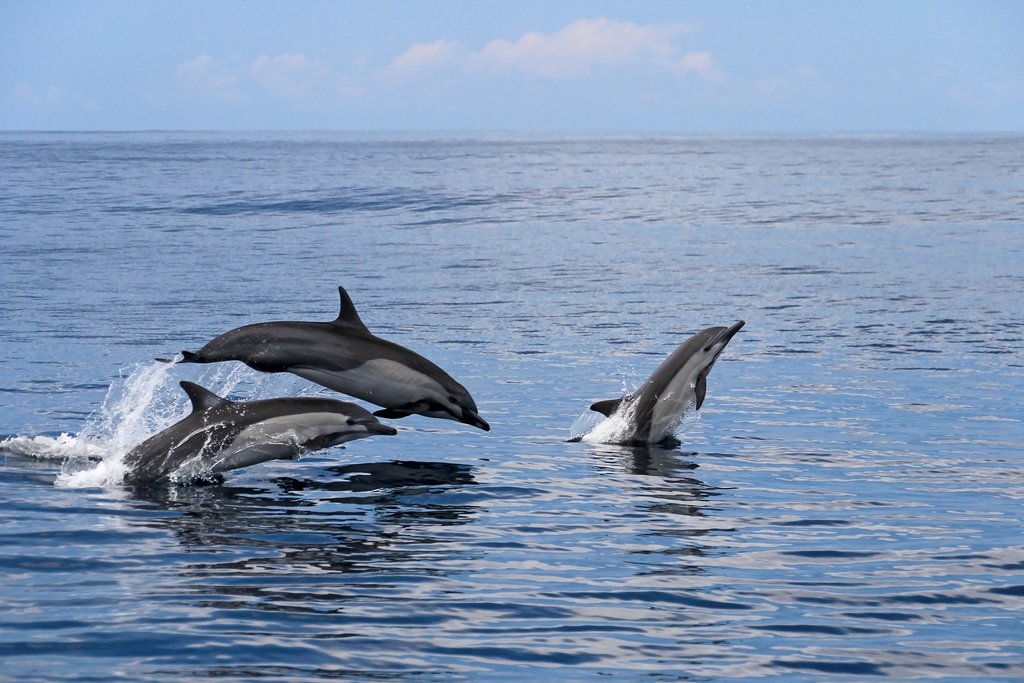 It's not uncommon to spot dolphins on this sailing tour