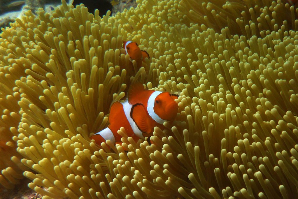 Clownfish off the coast of Maratua Island
