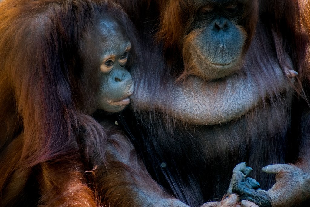 Orangutan