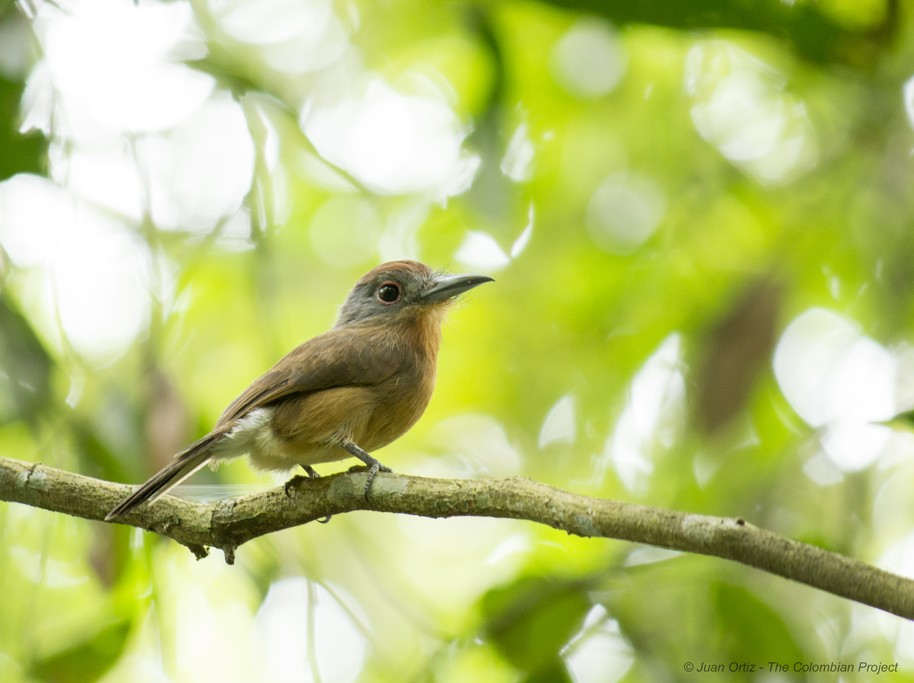 Grey-cheeked Nunlet