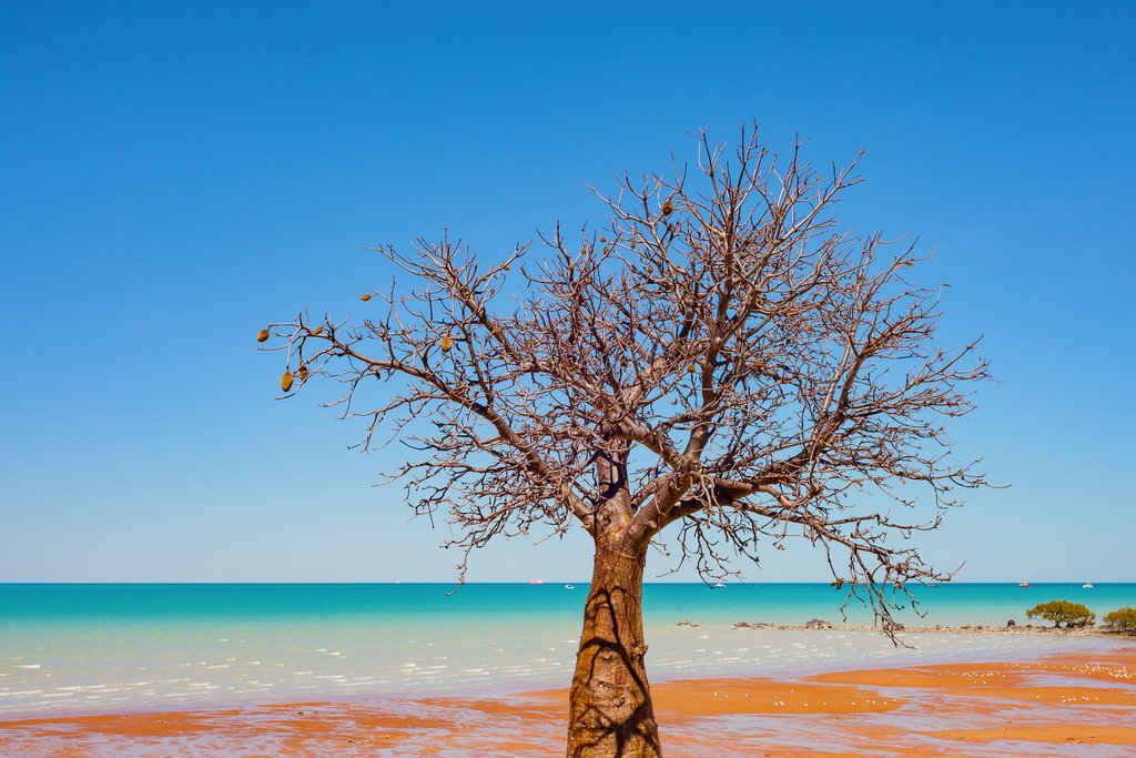 Baobab tree in Broome
