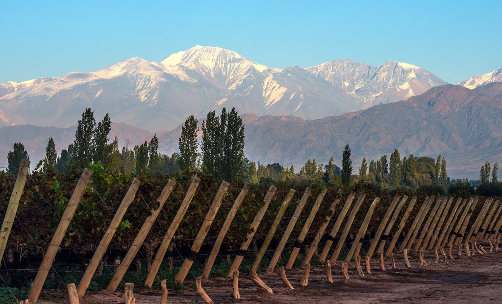 A vineyard in Mendoza with snowcapped mountains