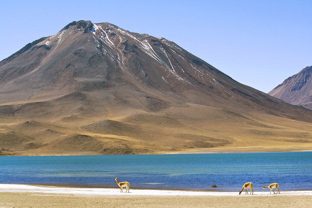Vicuñas along the shore of Laguna Miscanti.