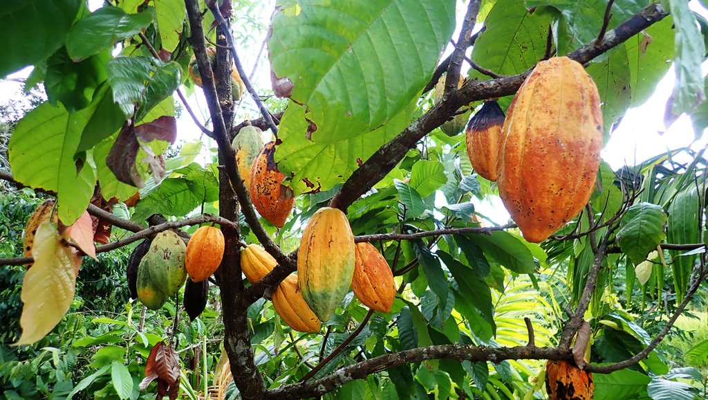 Cocoa Munduk