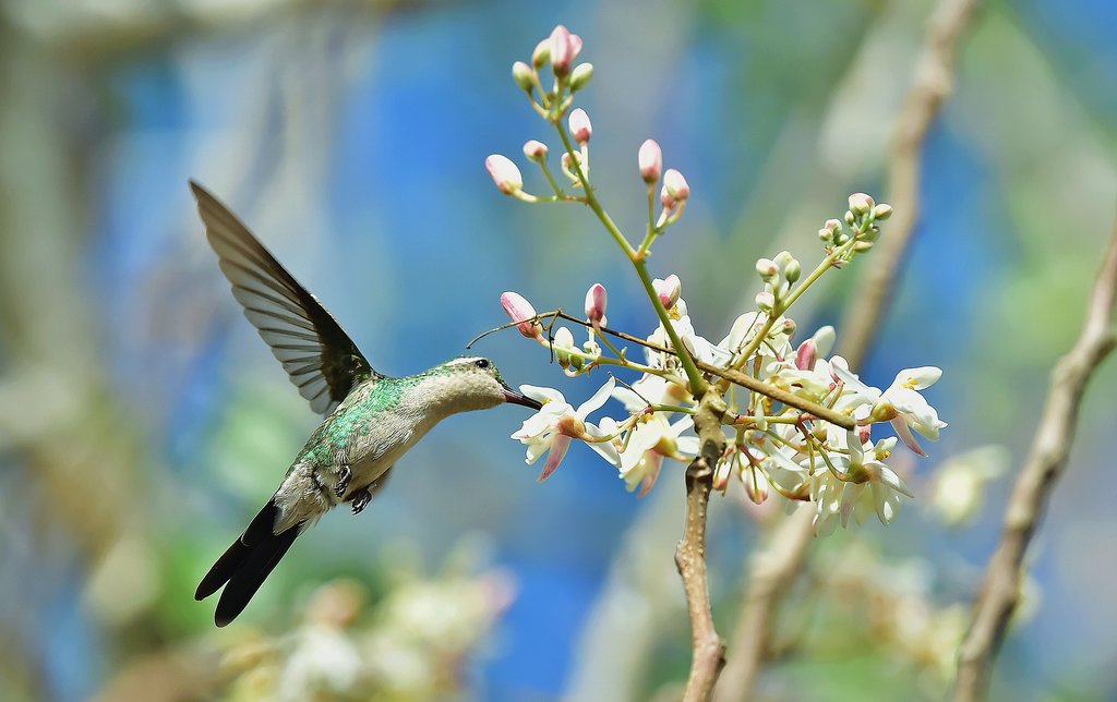 Cuban emerald hummingbird