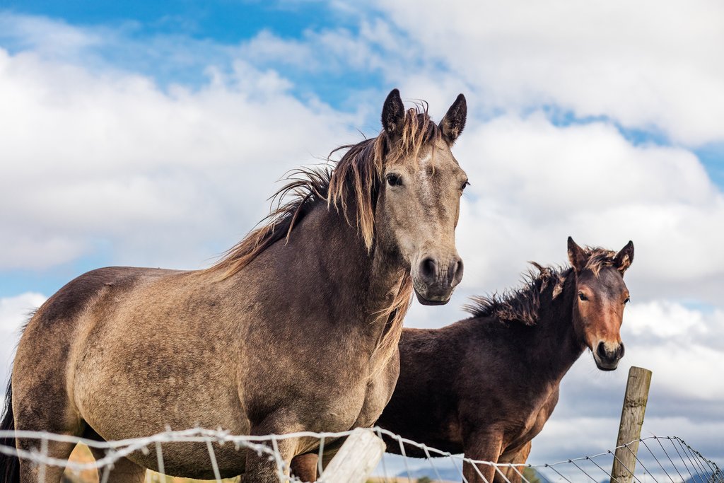Horses in Ireland