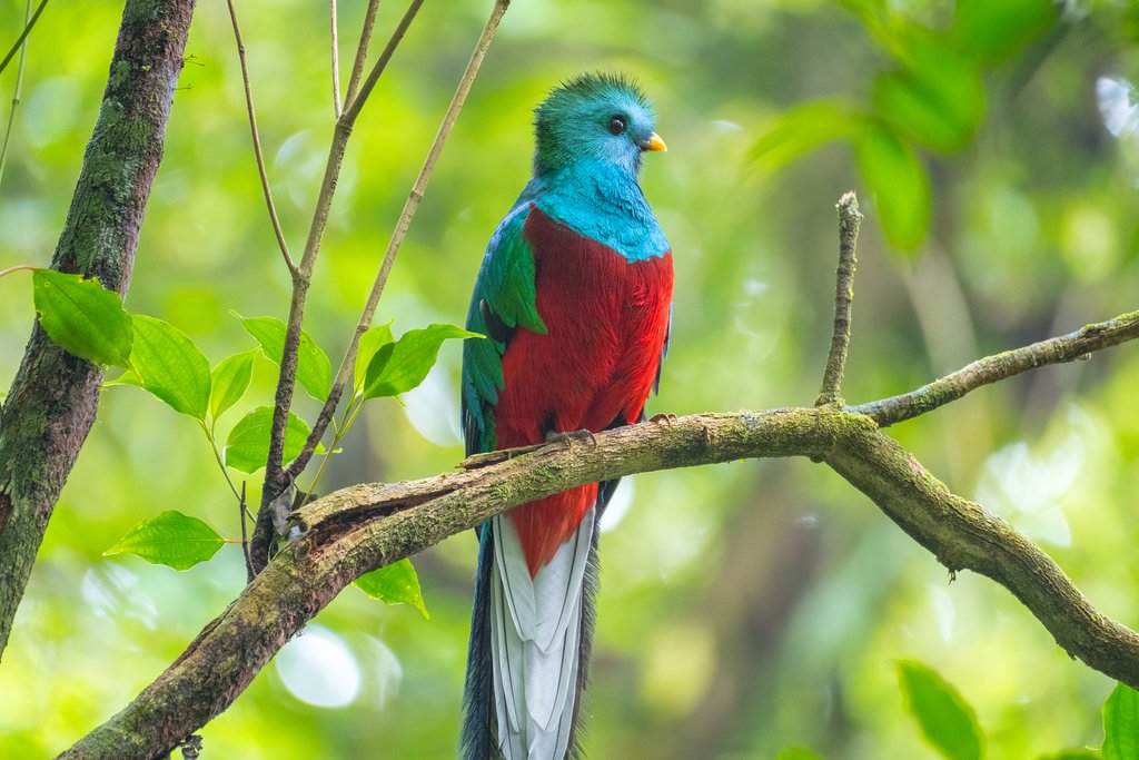 A male resplendent quetzal sits on a tree branch in the forest of Monteverde National Park