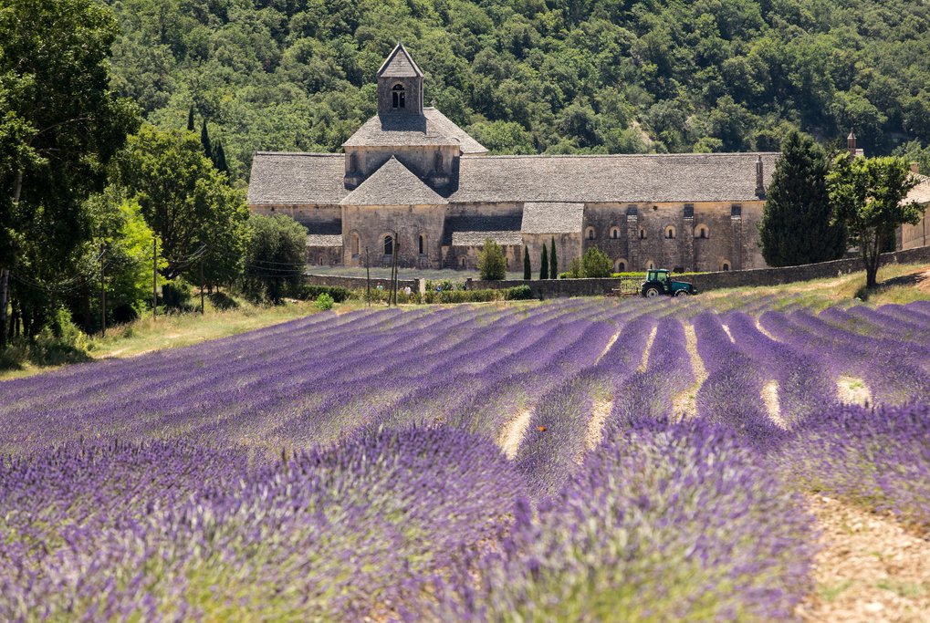 Senanque Abbey and blooming lavender field in Gordes