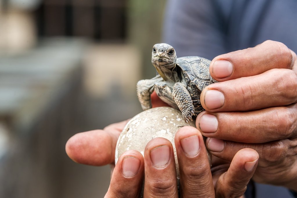 Tortoise hatchling at the Breeding Station