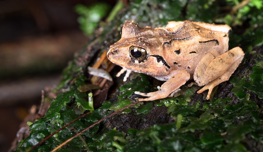 Explore the Sarapiqui Rainforest and its native species