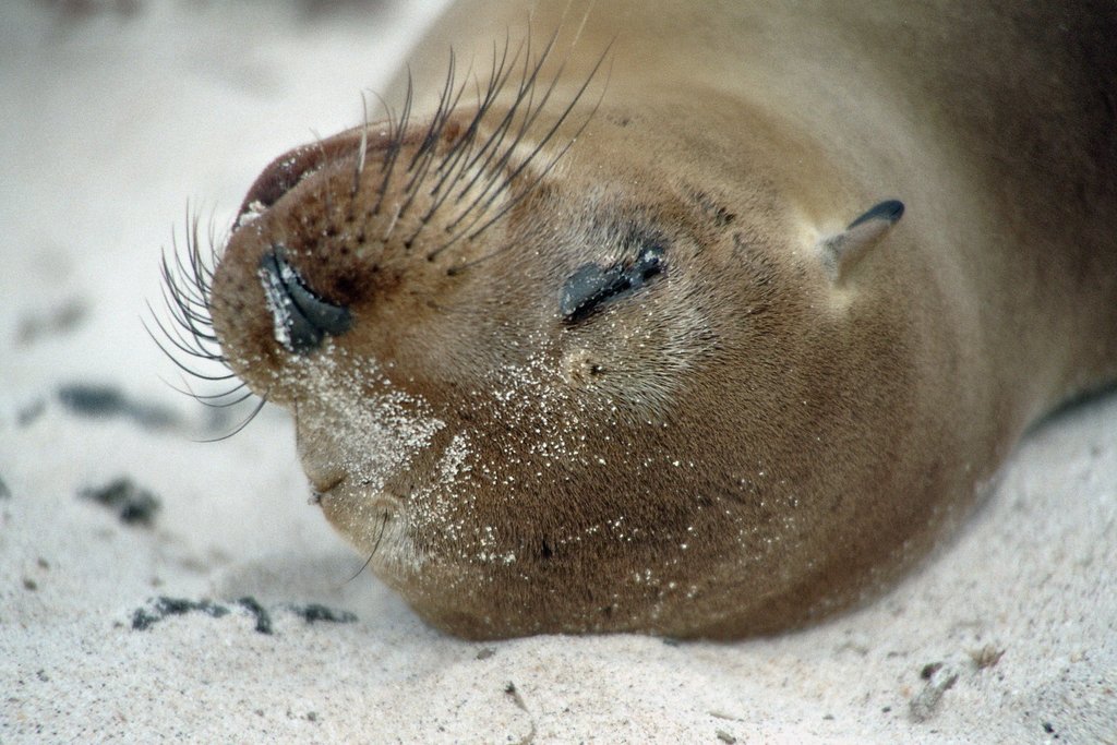 Sea lion