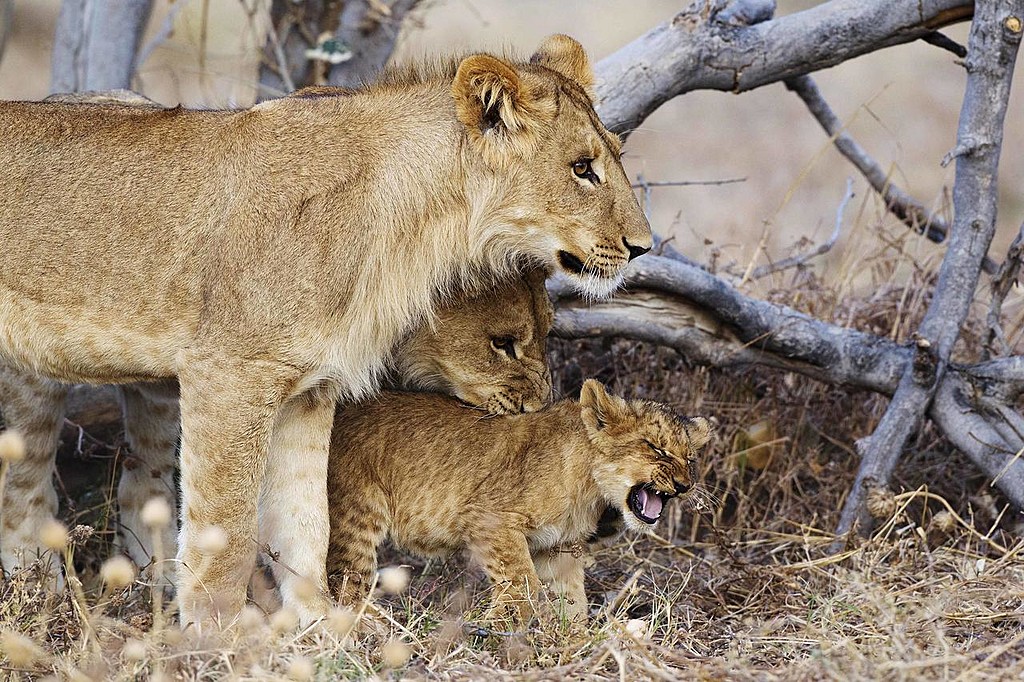 Lions in the wild
