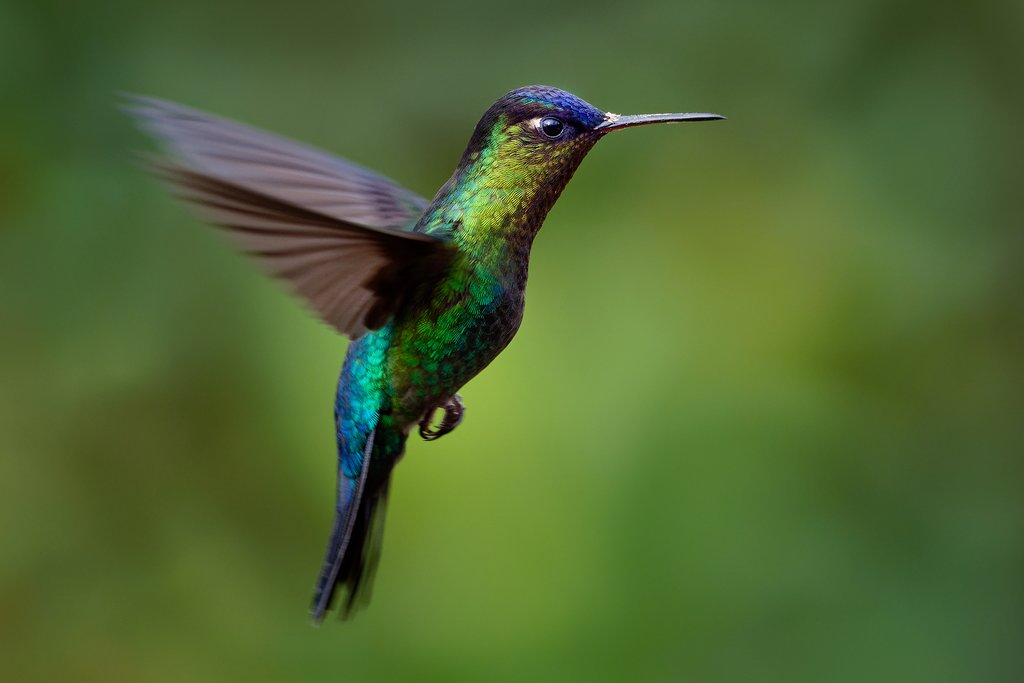 The fiery-throated humingbird