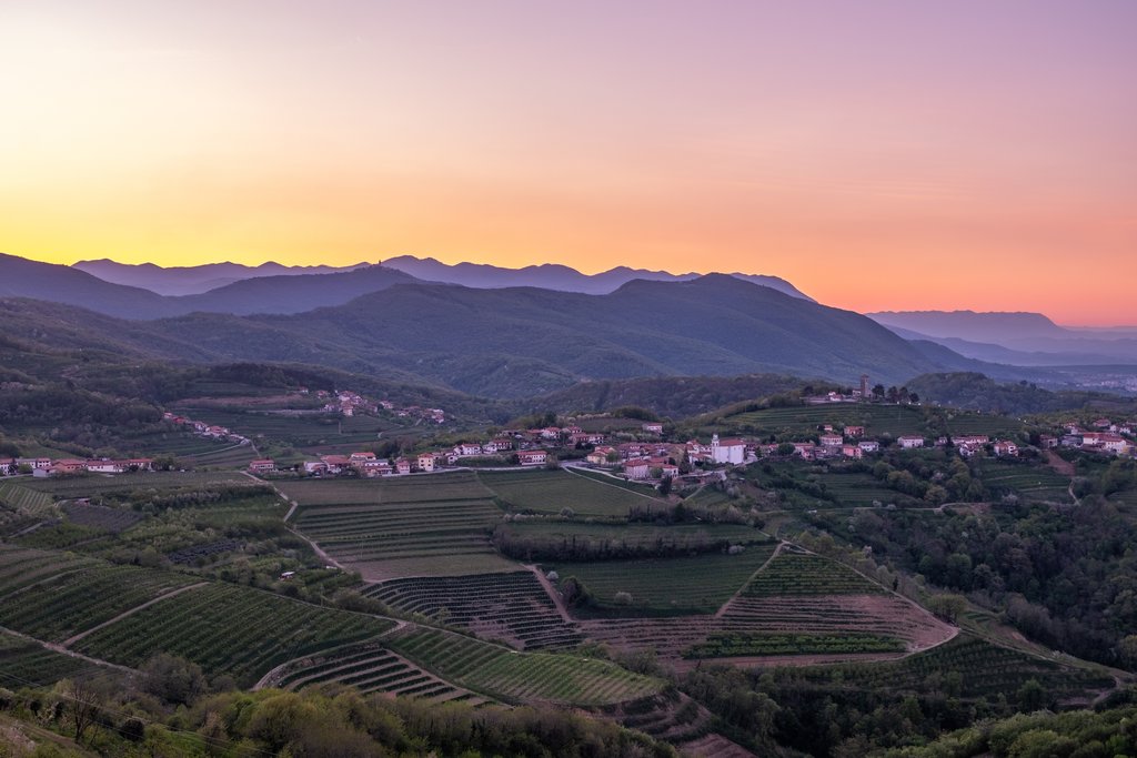 Vineyard in the Brda wine region of Slovenia
