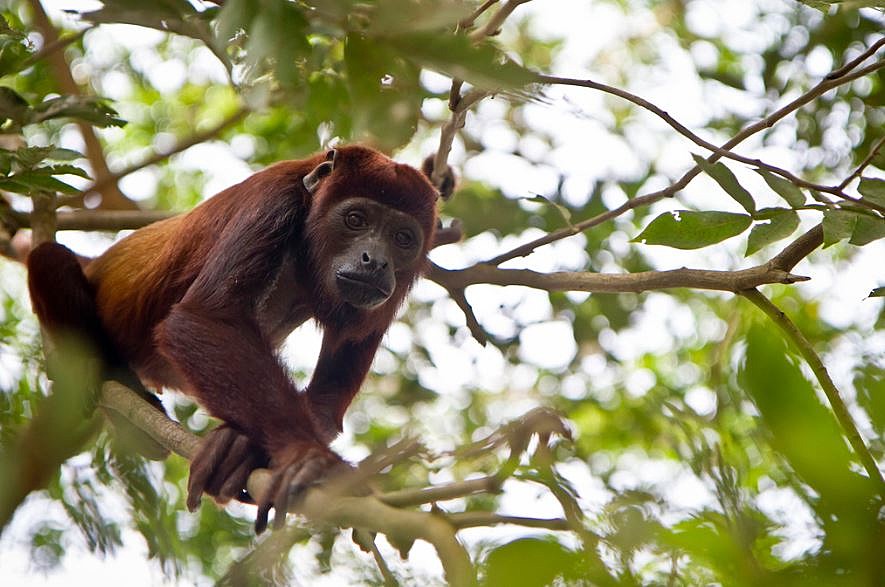 Churute Mangrove Reserve: Immerse Yourself in the Natural Splendor near Guayaquil