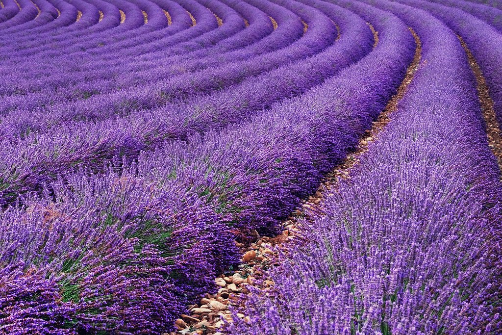 Lavender fields in Provence, France
