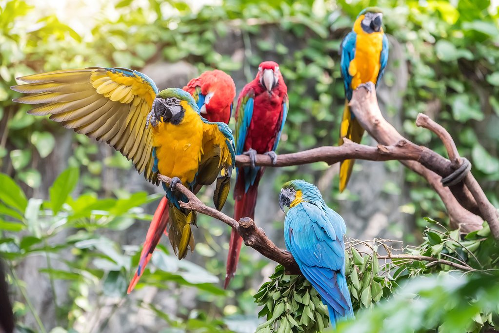 Parrots in the Amazon