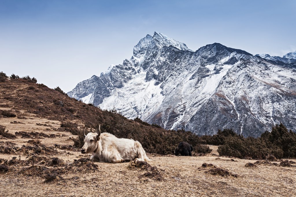 Yak in the mountains