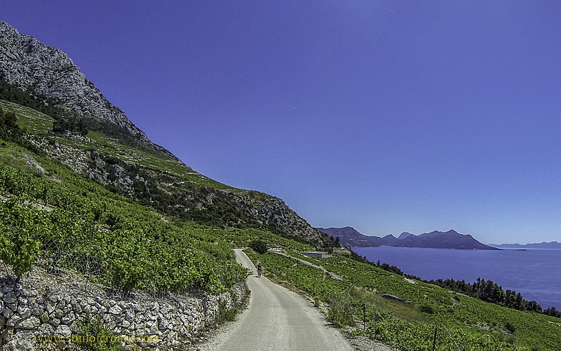 Cyclist in Dingač vineyards