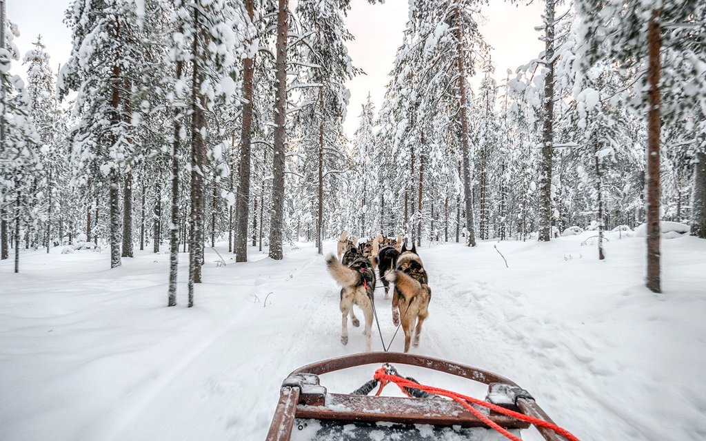 Husky Sledding Safari