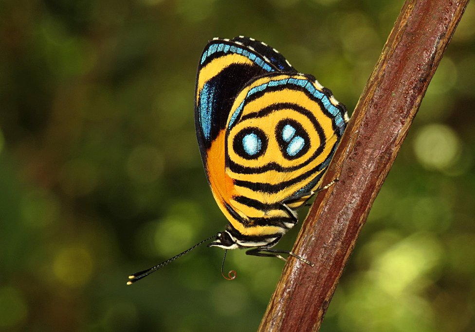 Butterfly inside the observatory at Biocentro Güembé