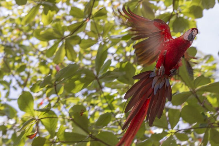 Birding Highlights of Costa Rica - 9 Days