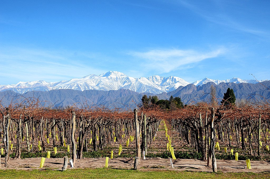 See how the grapes are cultivated