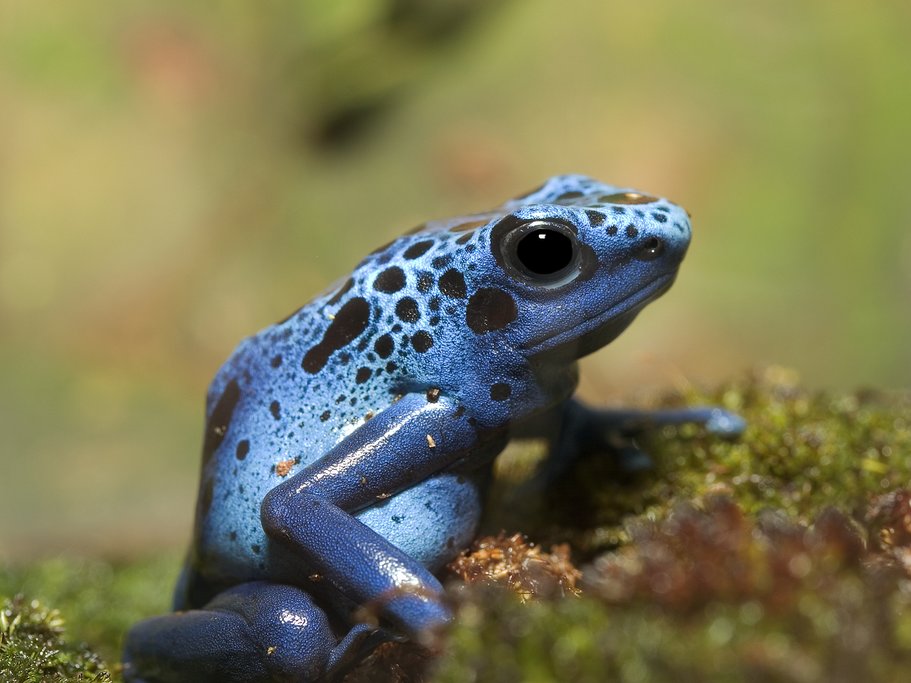 The colorful yet lethal poison dart frog