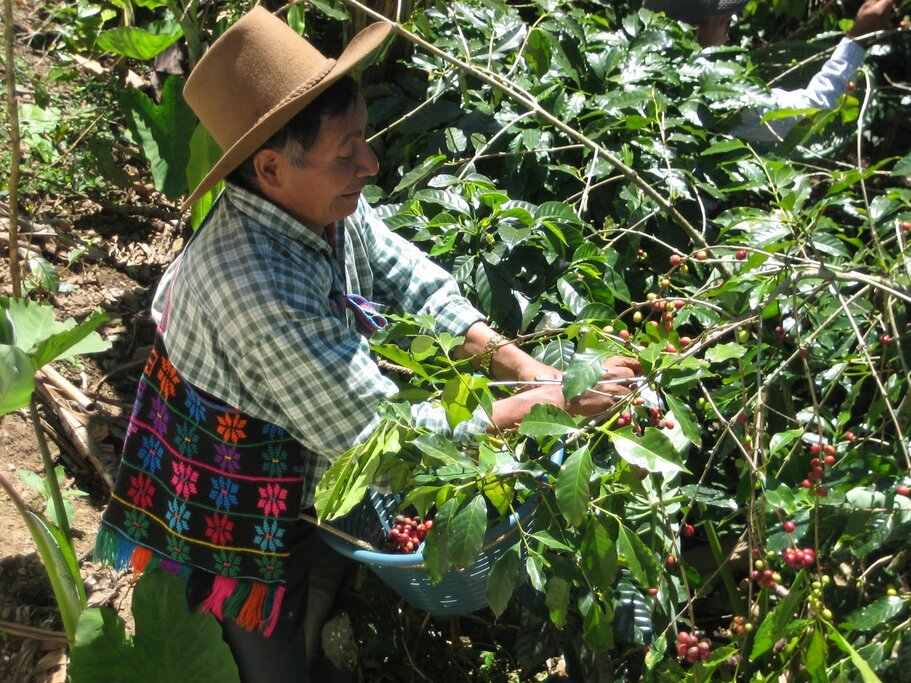 Local coffee harvest