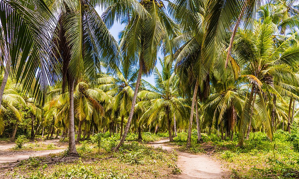 A coastal beach path near Tayrona Park