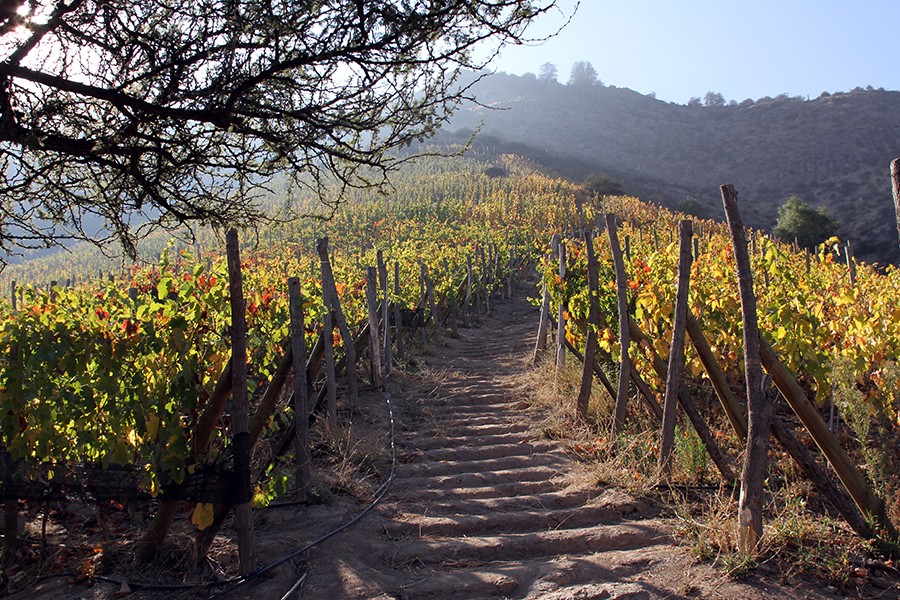 Tour the vineyards