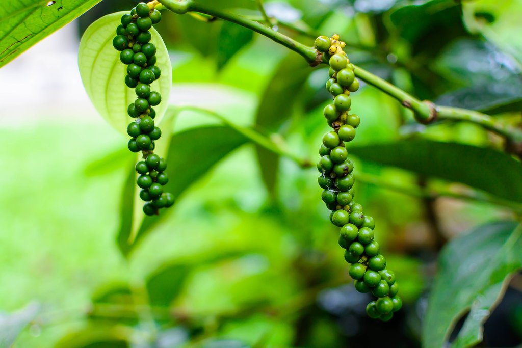 Learn about local spice plants, including the peppercorn