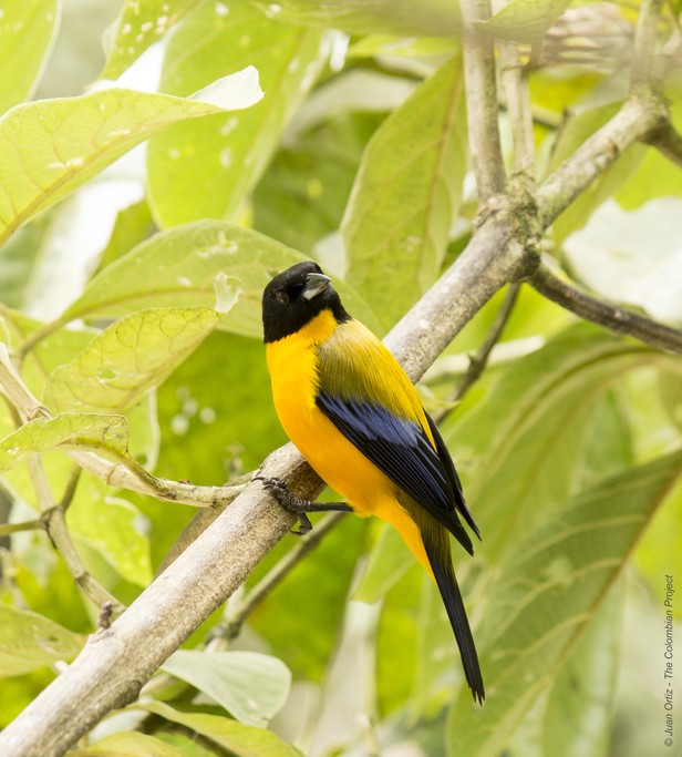 Black-chinned Mountain-Tanager