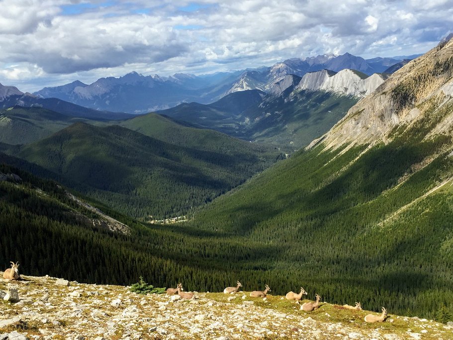 Mountain goats along the Sulphur Skyline Trail, Jasper National Park