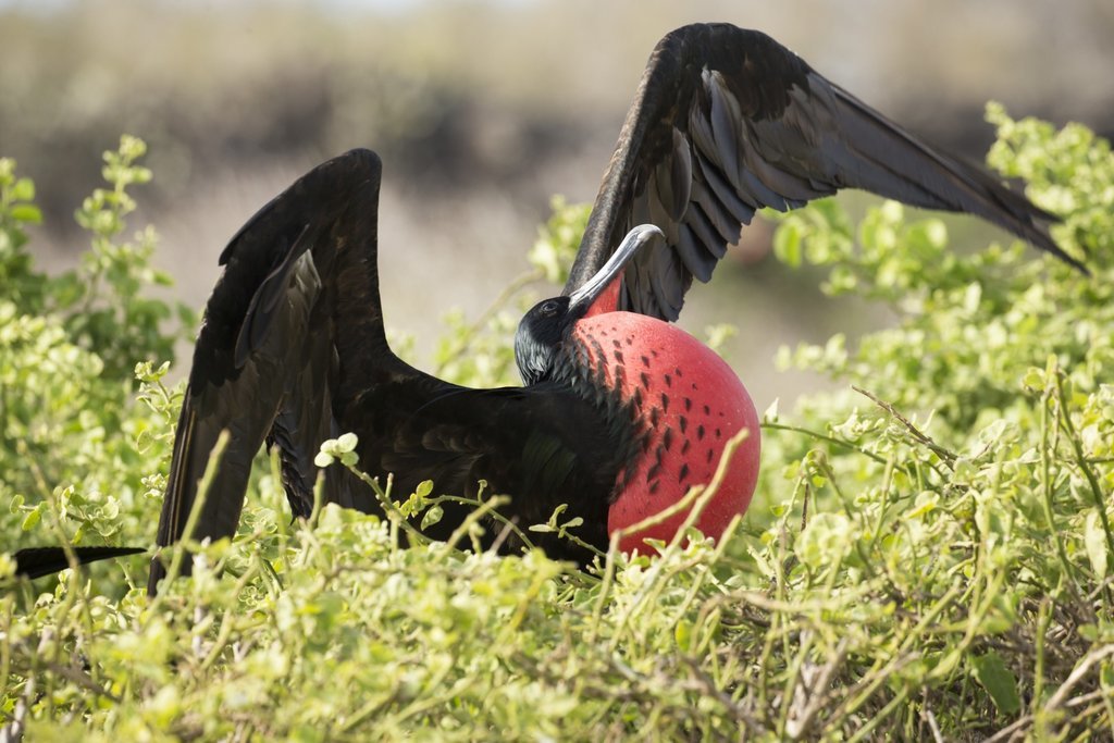 Frigate Bird on North Seymour Island