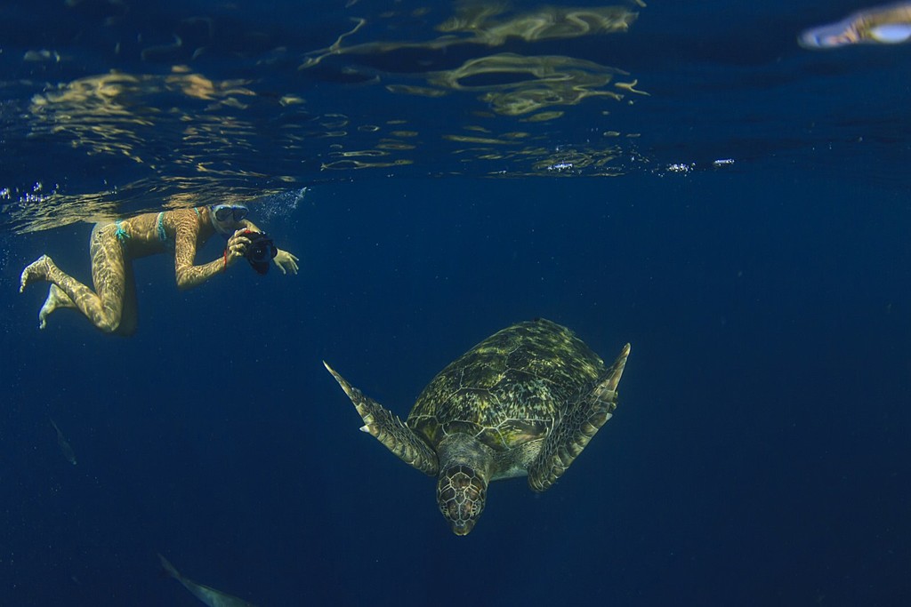 Snorkeling with giant turtles