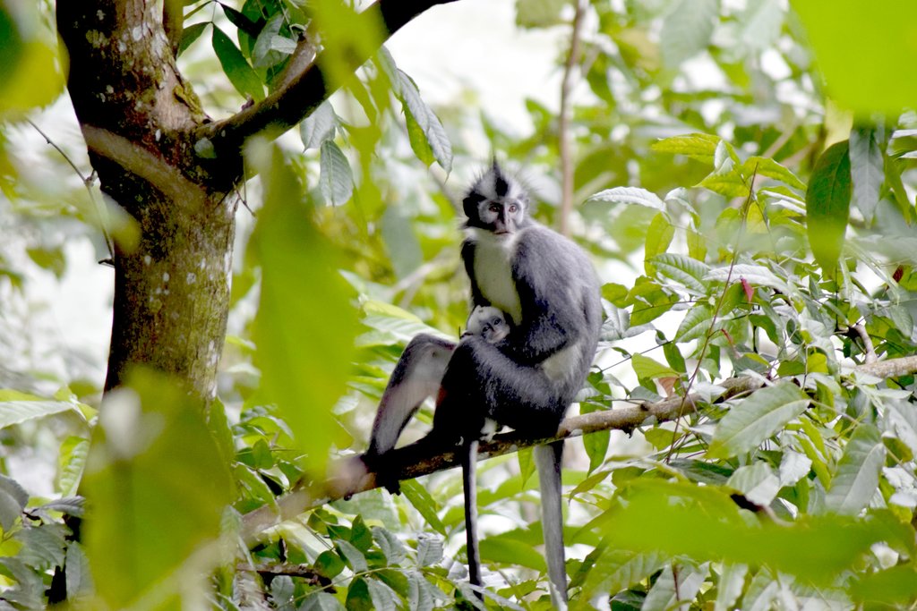 Keep your eyes peeled for wildlife as you drive through the jungle