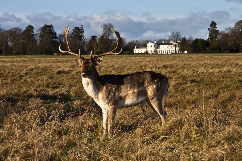 Deer and U. S. Ambassador's Residence, Phoenix Park, Dublin