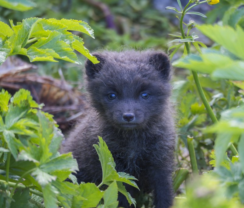 An Arctic Fox cub near Isafjordur