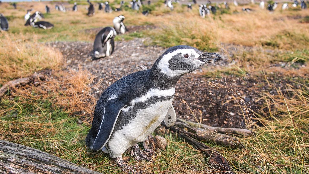 Penguin watching tourists at Isla Martillo
