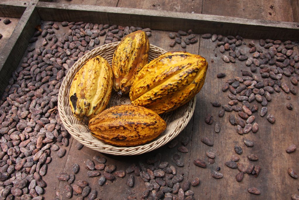 Cocoa beans