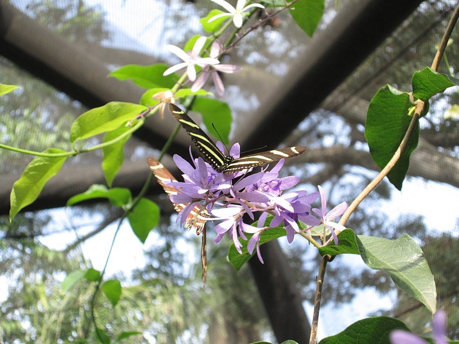 Butterfly at the Botanical Garden in Medellín