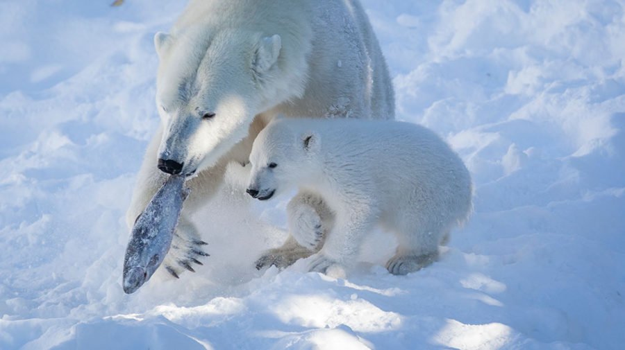 Polar bears hunting for food