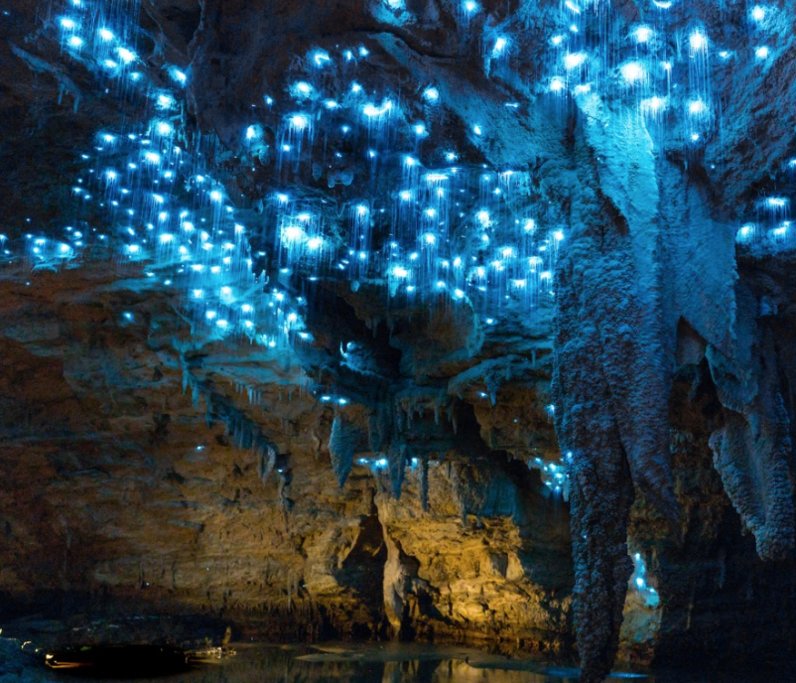 Waitomo glowworm caves