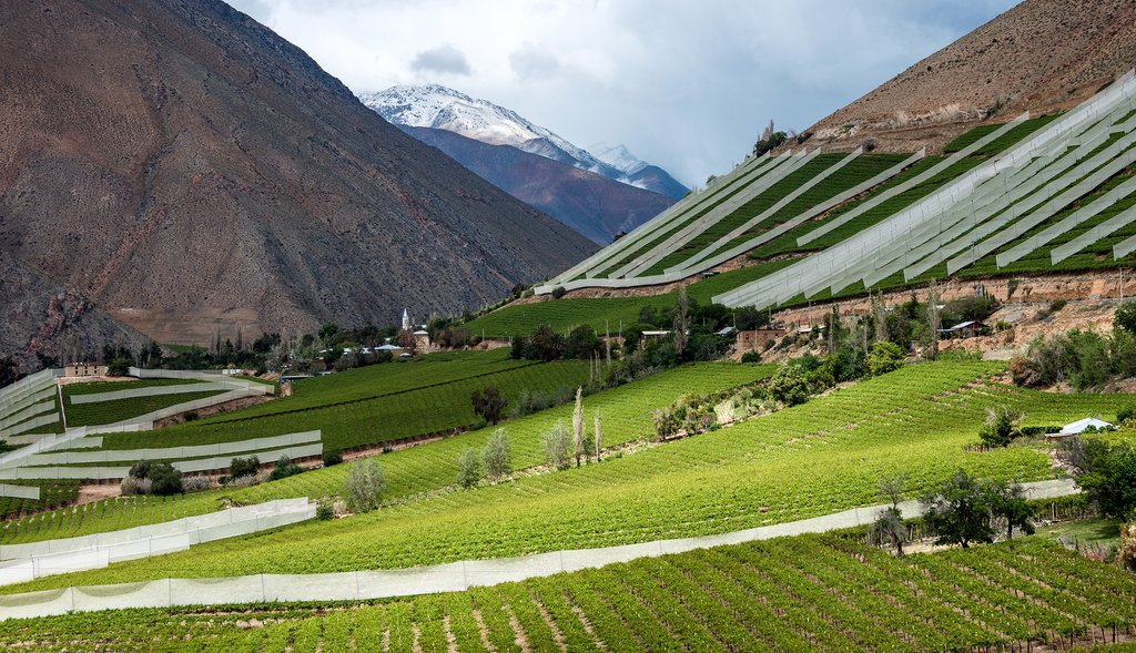 Vineyards of the Coquimbo region
